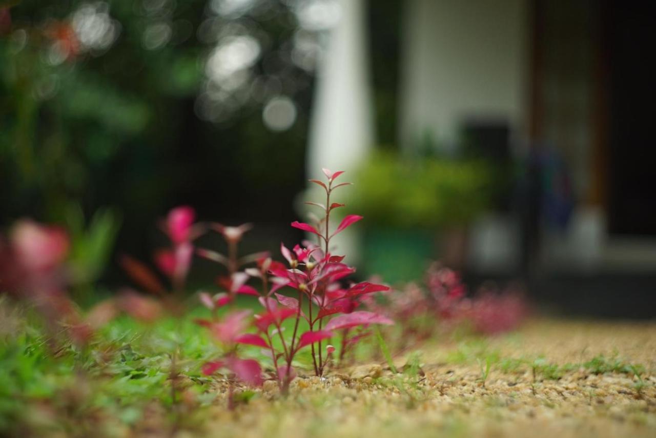 Sigiri Shen Residence สิกิริยา ภายนอก รูปภาพ